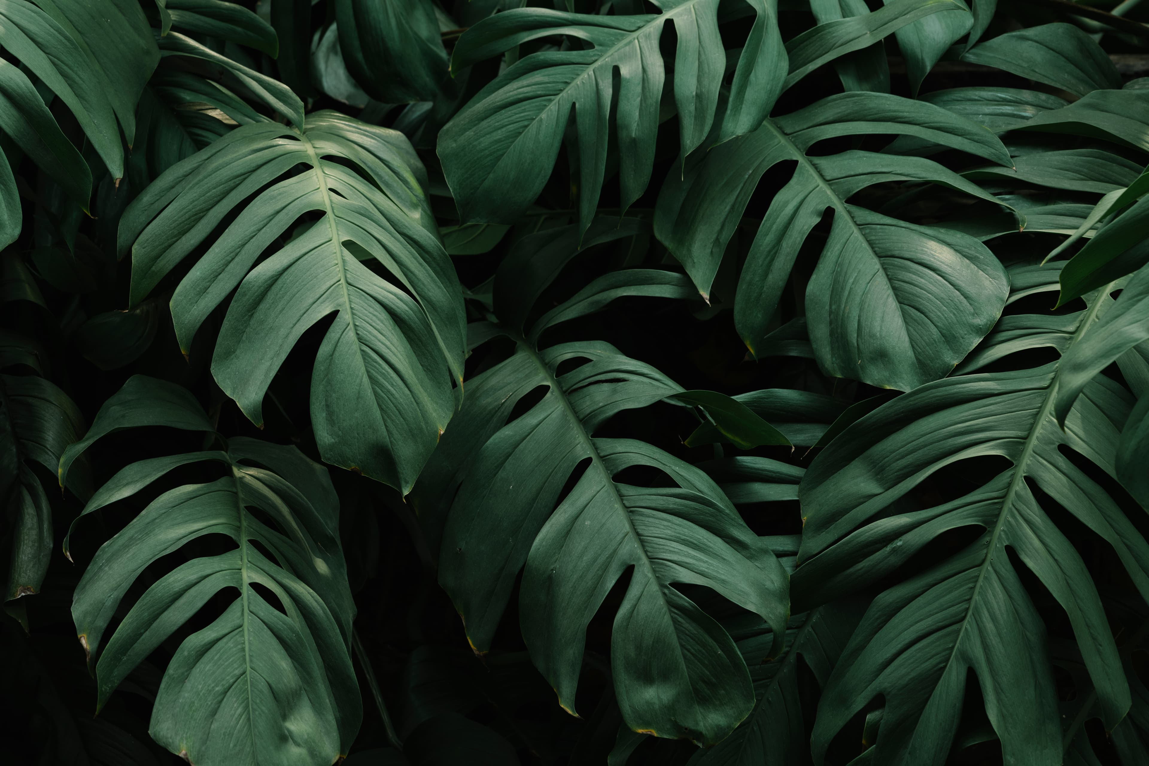 Tropical Leaves Background